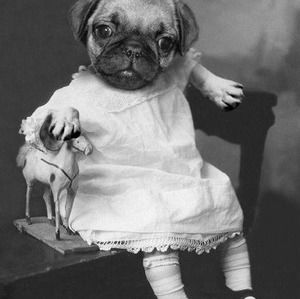 Meet your Posher, Julie